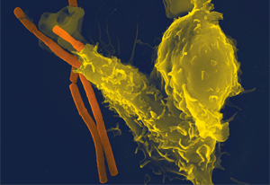 Les neutrophiles, que l'on voit ici attaquer un bacille du charbon, sont les premières cellules dépêchées sur le site d'une infection ou d'une blessure. Ils possèdent des protéines de surface, appelées intégrines, qui jouent un rôle clé dans leur mobilité.