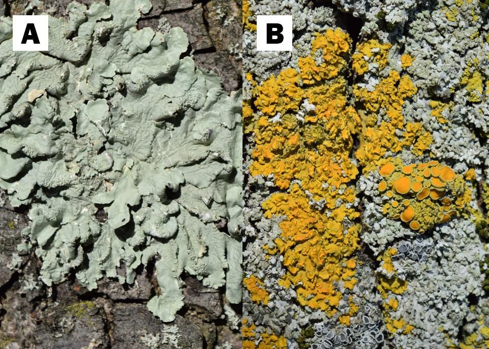 Les lichens sont sensibles aux polluants atmosphériques, ce qui en fait de bons bio-indicateurs de la qualité de l'air. Depuis 30 ans, leur abondance a augmenté dans presque tous les secteurs de la région de Québec. Les espèces tolérantes aux polluants, comme Xanthomendoza fallax, à droite, ont connu un accroissement plus marqué que les espèces sensibles comme Flavoparmelia caperata, à gauche.