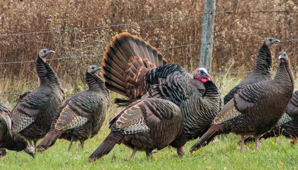 <p>La fécondité des femelles, l'omniprésence des champs de maïs et les hivers cléments ont favorisé la progression du dindon sauvage vers le nord.</p>