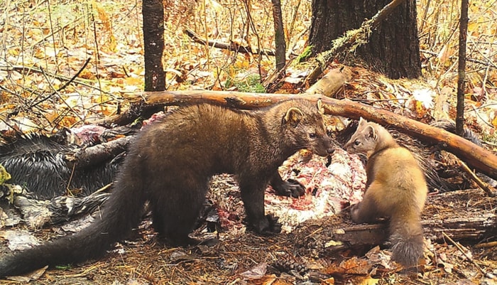 Les hauts et les bas de la martre et du pékan Les hauts et les bas de la martre et du pékan