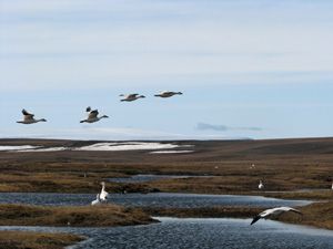<p>Les printemps plus chauds favoriseront un plus grand succès de nidification de l'oie des neiges sur l'île Bylot, mais pas forcément un meilleur recrutement des jeunes.</p>