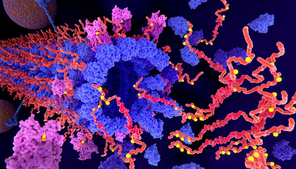 Les protéines tau (filaments orangés) qui sont hyperphosphorylées (points jaunes) forment des enchevêtrements qui entraînent le mauvais fonctionnement des cellules nerveuses et, subséquemment, leur mort.