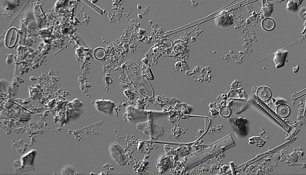 Les diatomées sont des algues unicellulaires à la base de la chaîne alimentaire lacustre. Elles possèdent une enveloppe de silice qui ne se biodégrade pas et dont le motif est propre à l'espèce.