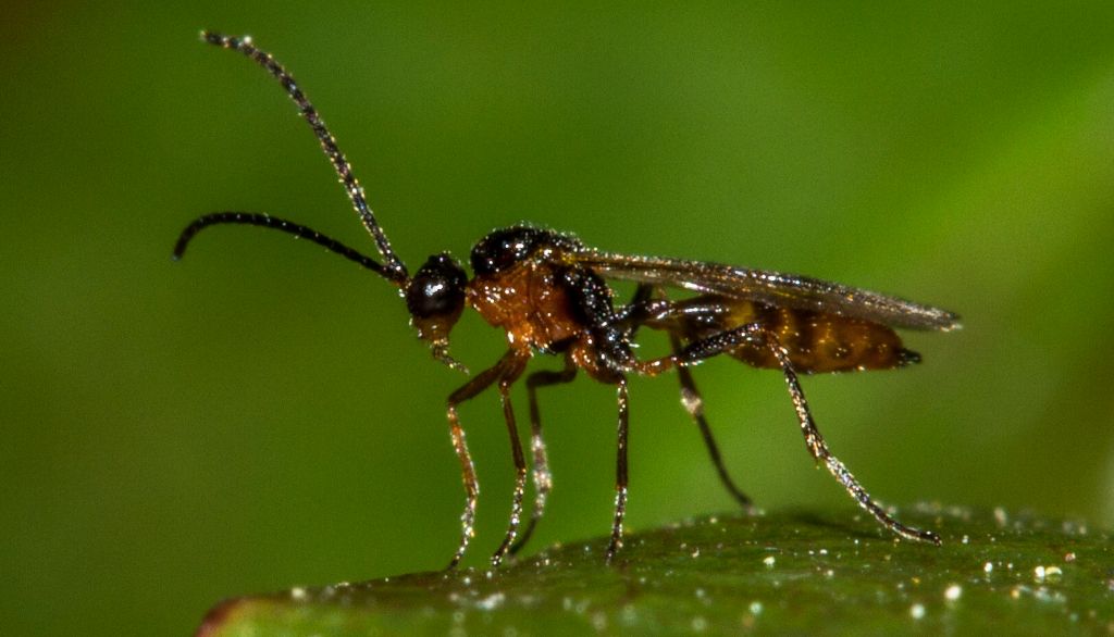<p>La guêpe Aphidius ervi pond ses oeufs dans les pucerons qui s'attaquent aux plantes cultivées. Le type de lumière dans l'éclairage DEL influence son degré d'activité et le pourcentage de mâles et de femelles dans sa progéniture.</p>