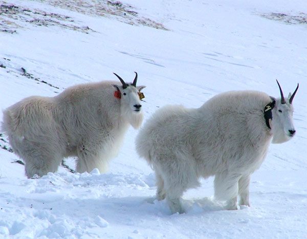 Chez la chèvre de montagne, les mâles réduisent de 40 à 60 % le temps qu'ils consacrent à s'alimenter pendant le rut, même si leur condition physique peut en souffrir.