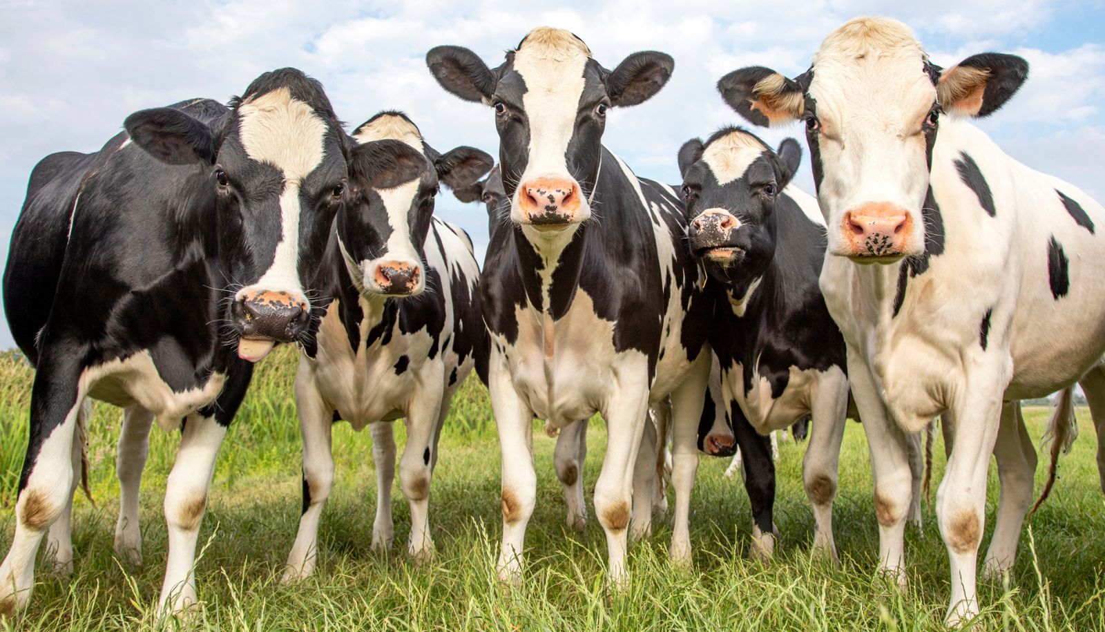 Au cours des 20 dernières années, le taux de fertilité est passé d'environ 50% à 35% chez la vache holstein.