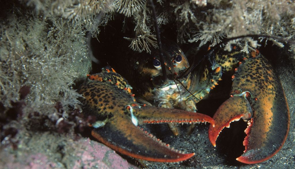 <p>L'abondance du homard est plusieurs fois plus élevée à proximité du site d'élevage de moules de la baie de Plaisance que dans les zones qui en sont distantes.</p>