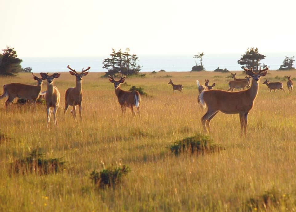 <p>La densité élevée de cerfs et la rareté des ressources alimentaires de qualité pourraient expliquer pourquoi ces cervidés consomment près de 600 espèces de champignons sur l'île d'Anticosti.</p>