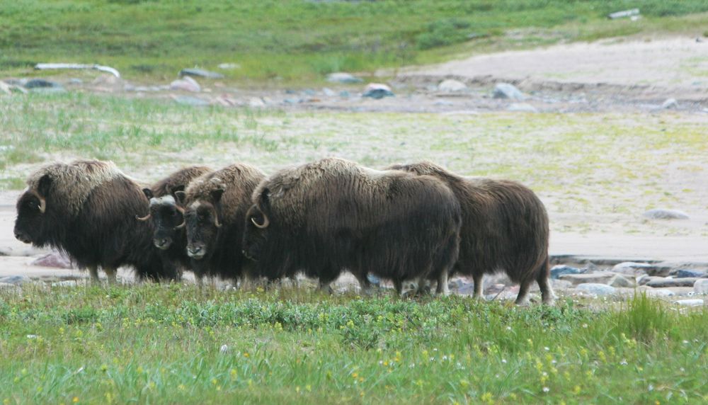 Vivant habituellement dans le Haut-Arctique canadien et au Groenland, le bœuf musqué a été introduit au Nunavik en 1967. 