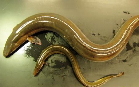 <p>Les différences morphologiques entre les anguilles qui ont grandi en eau douce et celles qui ont grandi en milieu côtier sont manifestes sur cette photo. Contrairement à ce que les scientifiques croyaient, ces différences ont des assises génétiques.</p>