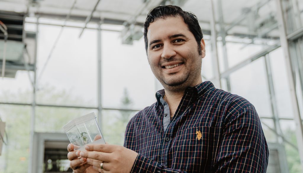 Le professeur Davoud Torkamaneh dirige le premier programme de recherche en amélioration génétique du cannabis dans une université canadienne.