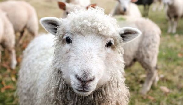 L'ours n'est ni strictement carnivore, ni hibernant, 9 idées reçues - La  Salamandre