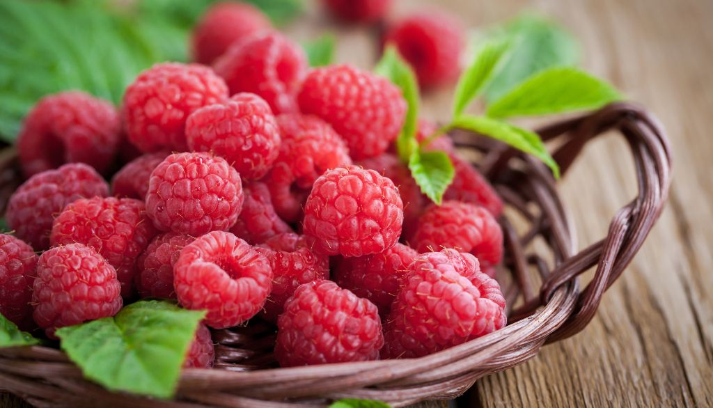 <p>Des études antérieures ont montré que la framboise, un petit fruit riche en polyphénols, produit des effets bénéfiques sur la santé de la majorité des gens. Toutefois, une partie de la population ne semble pas en mesure de profiter de ces bienfaits.</p>
