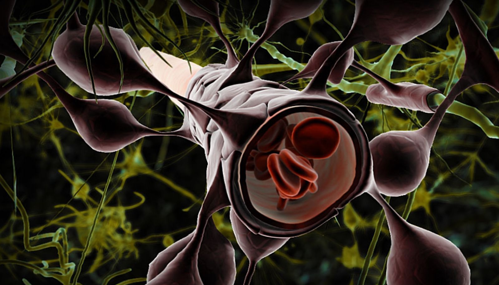 Représentation schématique d'astrocytes (en brun) établissant des ponts entre un vaisseau sanguin et des neurones (en vert). Les astrocytes sont une composante essentielle de la barrière qui protège le cerveau en contrôlant le passage des molécules entre les vaisseaux sanguins et le cerveau.