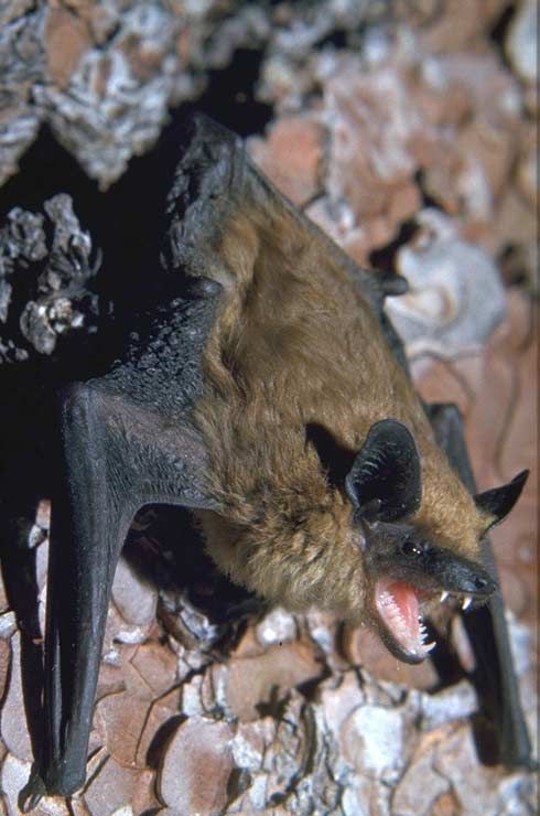 La grande chauve-souris brune, l'un des vecteurs de la rage humaine au Québec