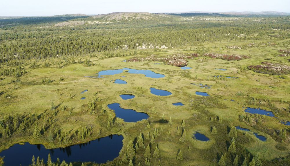 Les lacs nordiques situés dans les zones de transition de la végétation terrestre sont particulièrement sensibles aux changements environnementaux.