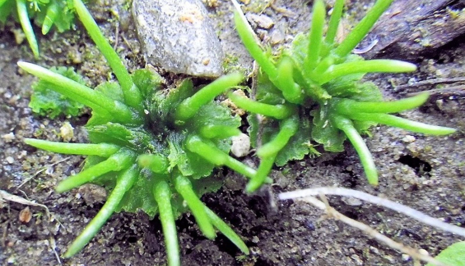 L'anthocérote discrète est l'une des quatre espèces d'anthocérotes présentes au Québec. Ces plantes sont apparentées aux premiers végétaux qui ont quitté le milieu aquatique pour s'établir sur la terre ferme il y a 500 millions d'années. «Encore aujourd'hui, les anthocérotes ont des caractéristiques qui sont présentes chez les algues, mais qu'on ne retrouve pas chez les autres plantes terrestres», souligne le professeur Villarreal.