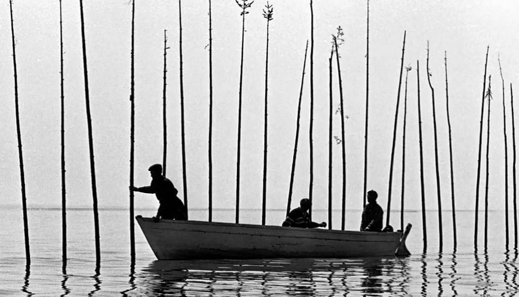 Dans Pour la suite du monde, les harts – ces longues perches plantées dans le fleuve Saint-Laurent pour piéger le marsouin à marée basse – sont tendues par les pêcheurs pour une dernière fois à l'invitation de Pierre Perrault lui-même. À l'époque du tournage, en 1962, la pêche au marsouin avait été abandonnée depuis déjà 37 ans.