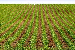 La quantité d'herbicides utilisés pour la culture du maïs pourrait être considérablement réduite si ces produits étaient appliqués uniquement sur les mauvaises herbes plutôt que sur tout le champ.
