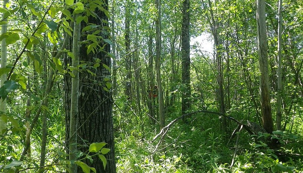 <p>La succession naturelle, dominée par les espèces feuillues, présente une plus grande diversité que les plantations d'épinette blanche. Ces dernières, par contre, fournissent du bois recherché par l'industrie forestière.</p>