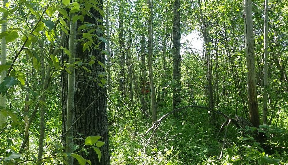 La succession naturelle, dominée par les espèces feuillues, présente une plus grande diversité que les plantations d'épinette blanche. Ces dernières, par contre, fournissent du bois recherché par l'industrie forestière.