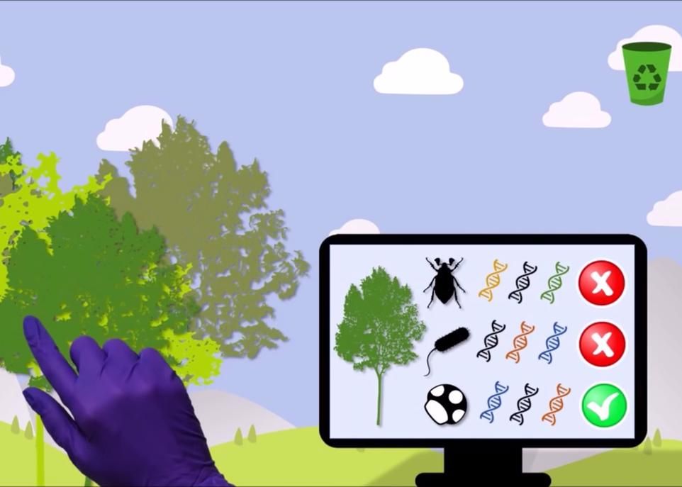 Dans son dessin animé, Marine Vautier explique l'utilité des gènes pour comprendre comment les arbres se défendent des insectes et des maladies.