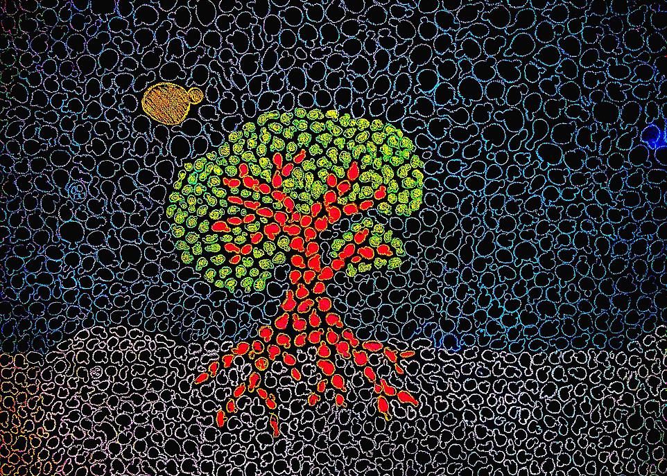 L'arbre-levure, dessin à la craie sur tableau noir réalisé par Jean-Baptiste Leducq. Chaque élément de l'œuvre a la forme d'une levure. Les souches de C. paradoxus étudiées par l'équipe de Christian Landry vivent sur l'écorce des érables et des chênes ainsi que dans les sols des forêts où poussent ces arbres.