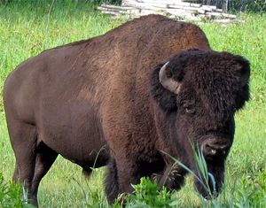 Les petits groupes de bisons restent moins longtemps dans les prés, préférant la relative sécurité que leur offrent les forêts.