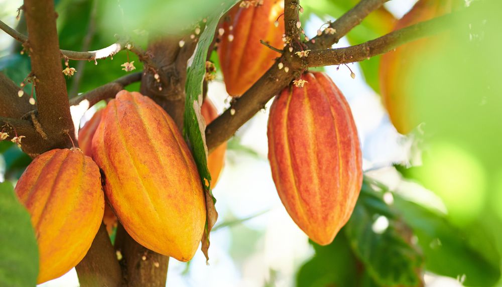 Pour l'avenir du chocolat