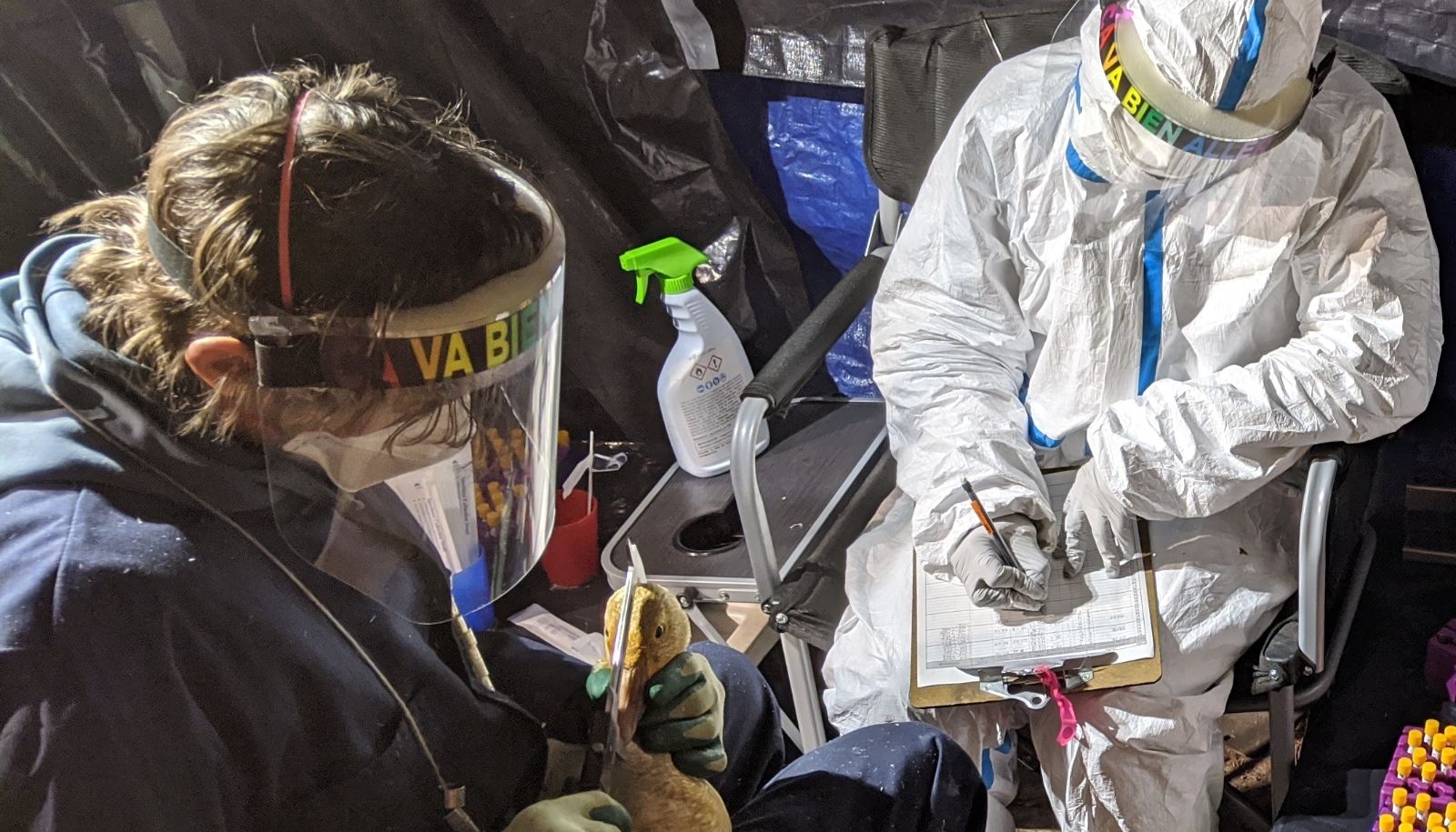 <p>Le doctorant Frédéric LeTourneux et la professionnelle de recherche Maria Belke Brea lors des travaux de terrain au printemps 2020 à l'Île aux Oies. Les chercheurs devaient porter de l'équipement de protection parce qu'on ignorait alors si les oies étaient porteuses du virus de la COVID-19. Quelques semaines plus tard, une étude réalisée sous la direction du professeur Pierre Legagneux concluait que ce n'était pas le cas. </p>