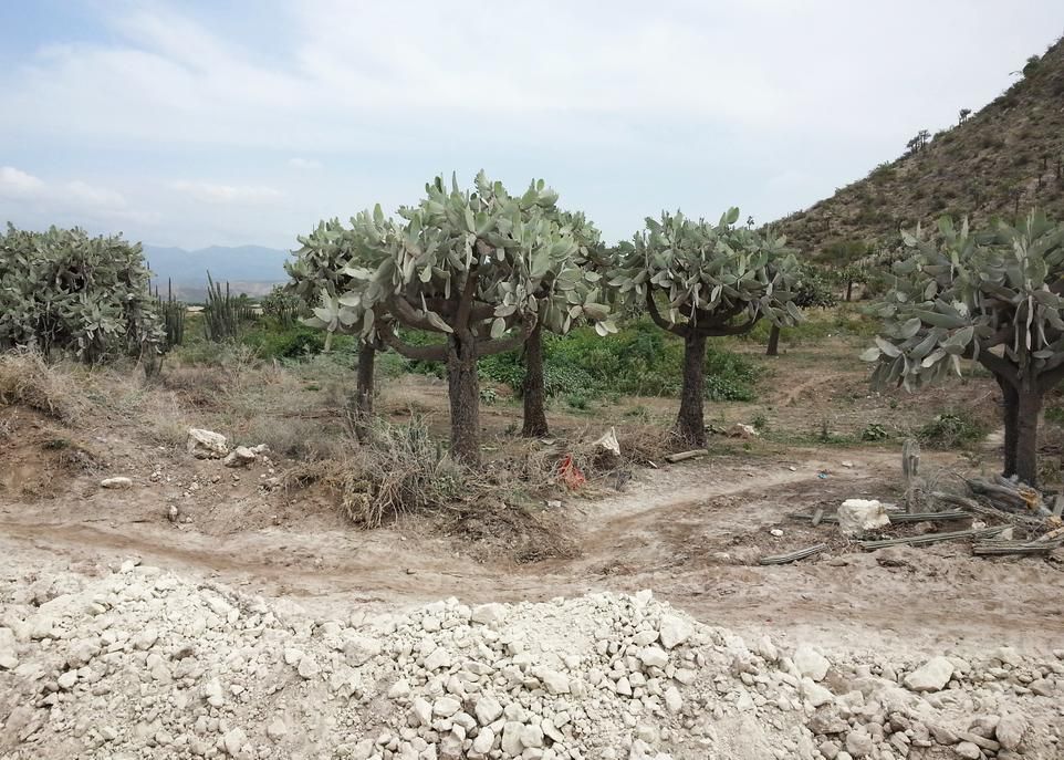 <p>Depuis quelques années, la commune des Gonaïves, située dans le département de l'Artibonite en Haïti, fait face à de graves problèmes de sécheresse, se désole la chercheuse Pricette Dovonou-Vinagbe.</p>