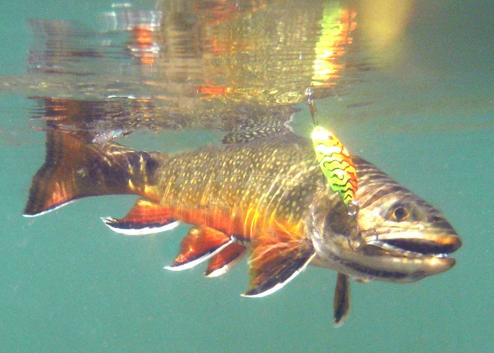 Le modèle développé par les chercheurs permet d'évaluer combien d'années doivent s'écouler depuis les derniers ensemencements pour que les allèles provenant de la lignée domestique soient éliminés et qu'une population de truites mouchetées puisse être considérée de nouveau comme indigène. Les lacs dans lesquels on retrouve des truites «indigènes» sont très prisés par les pêcheurs.