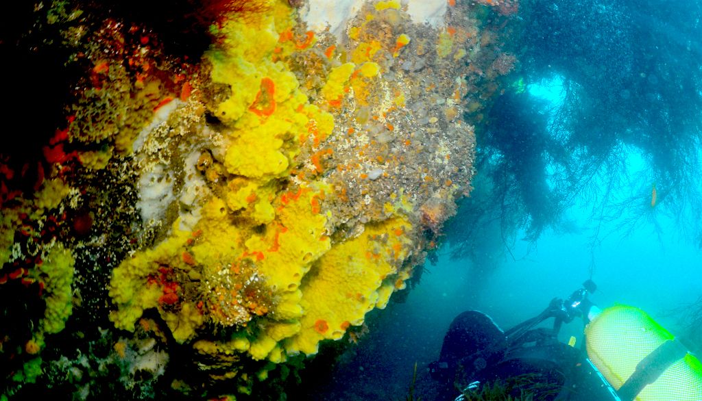 <p>Les moules exotiques ont été découvertes dans des éponges vivant sur des parois verticales à proximité des côtes de l'Antarctique.</p>