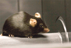 <p>Une souris transgénique TDP-43 prête pour un test servant à mesurer la perte de motricité. Grâce aux souris transgéniques biophotoniques développées par l'équipe de Jasna Kriz, il a été possible d'effectuer l'imagerie in vivo de la neuroinflammation et de suivre la progression de la sclérose latérale amyotrophique chez ces animaux.Photo Vivek Swarup </p>