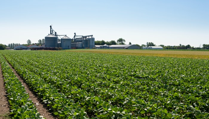 Reconnu pour son de soya de haute qualité, le Canada joue un rôle clé dans l'approvisionnement des marchés internationaux.