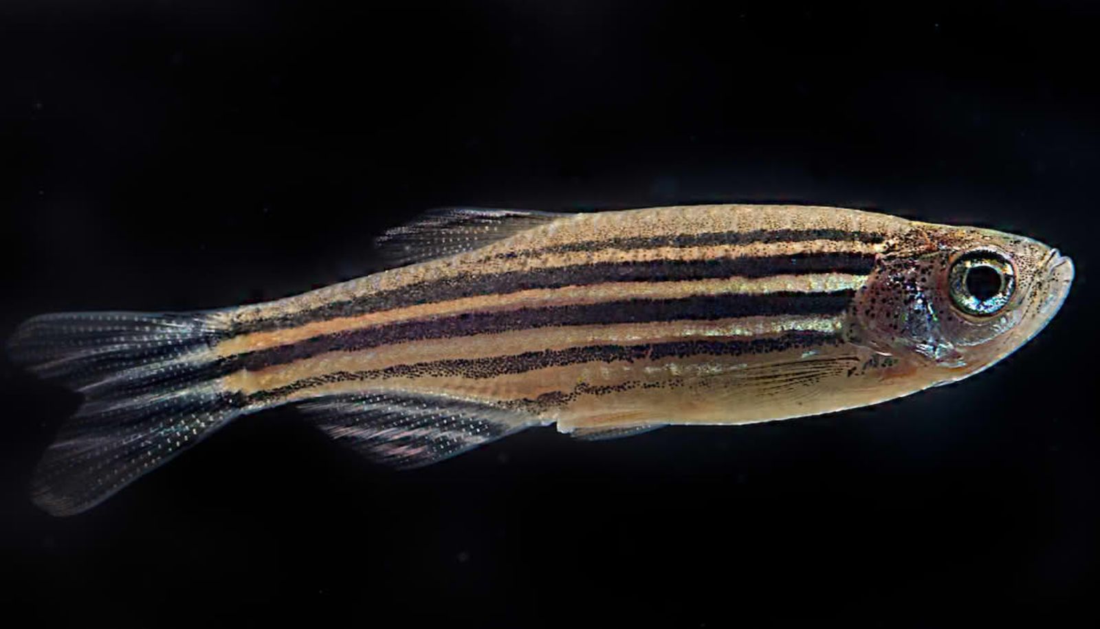 Environ 75% des gènes du poisson-zèbre se retrouvent aussi chez l'humain. Ce poisson constitue un modèle pratique et peu coûteux pour étudier les facteurs qui agissent sur le développement des réseaux neuronaux.