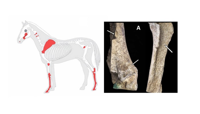 À gauche: éléments du squelette de chevaux consommés durant la famine de 1609-1610 et découverts à Jamestown. À droite: os de cheval modifiés de cette époque. Le radius droit porte des marques de hachage, de fractures par impact et d’ablation de l'os trabéculaire.