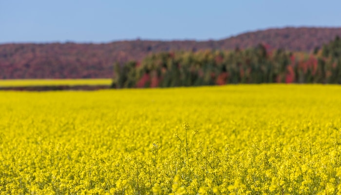 Les cultures comme le canola jouent un rôle essentiel dans l’économie agricole canadienne, mais elles sont souvent affectées par des maladies causées par des agents pathogènes.