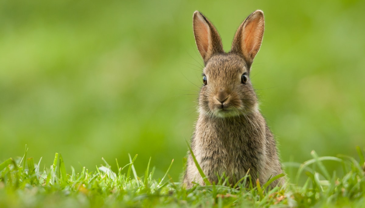 À l'Université Laval, le congé de Pâques aura lieu du 3 avril au 6 avril inclusivement.