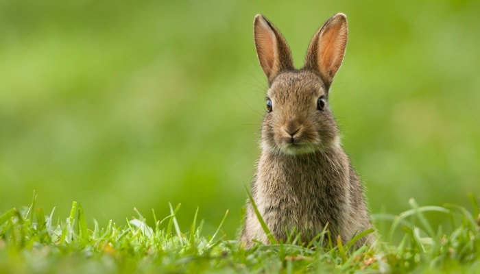 À l'Université Laval, le congé de Pâques aura lieu du 3 avril au 6 avril inclusivement. 