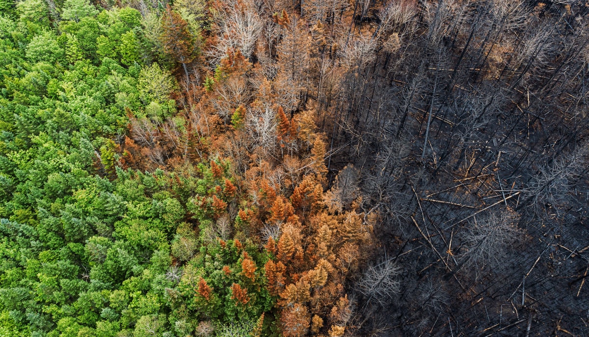 Les feux de forêt de 2023 ont entraîné l’évacuation de plusieurs communautés au Canada.