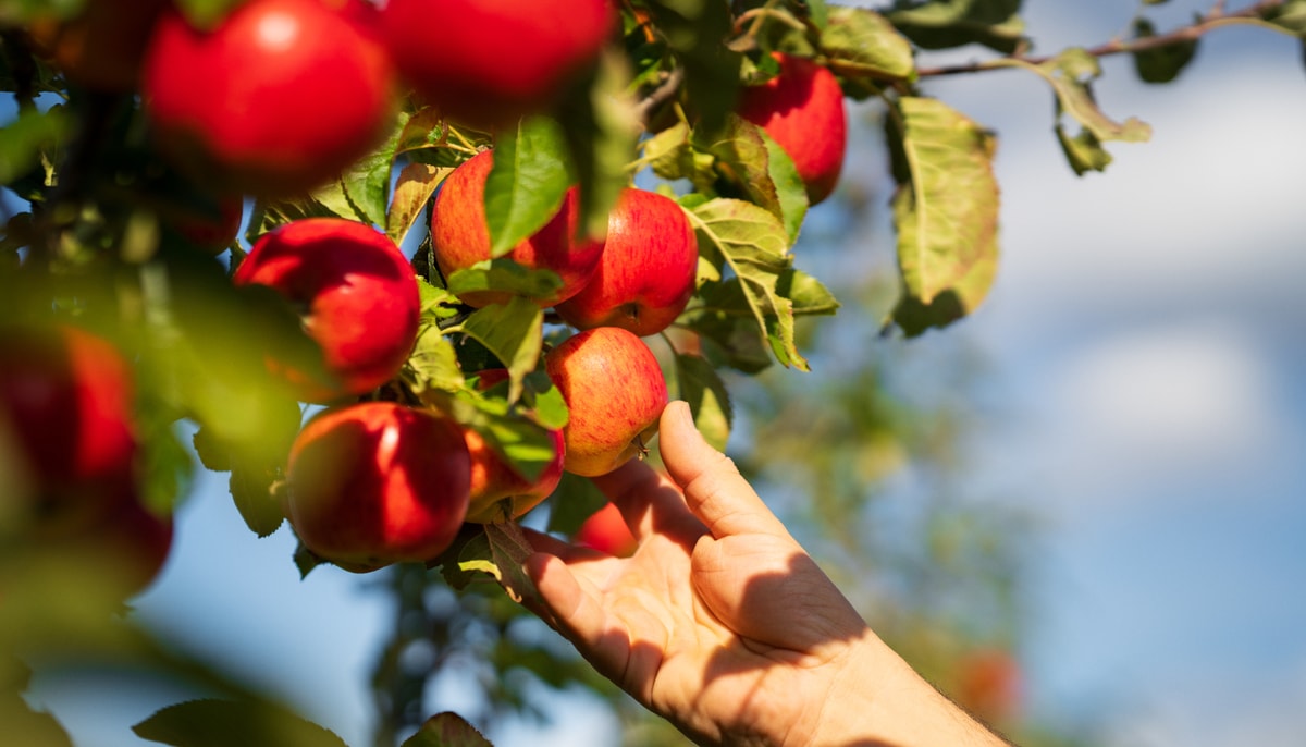 Le 12 septembre prochain, participez à l'activité de cueillette de pommes à l'île d'Orléans organisée par le Bureau de la vie étudiante.