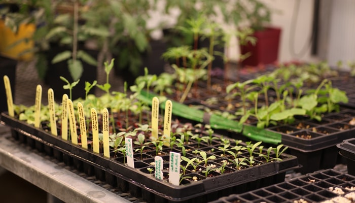 Démarrer ses semis permet de réduire les coûts, mais ça demande de la planification. Par exemple, le jardin étudiant commence ses semis à l'intérieur à partir de mars. Pour les novices, acheter des plants en jardinerie reste l’option la plus simple et la plus fiable, indique Julien Roy.
