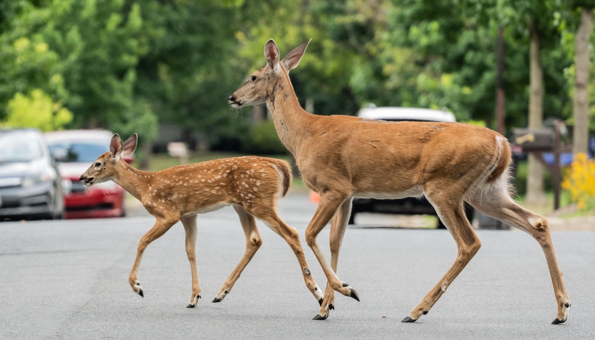 Selon Claude Lavoie, il n'est pas rare de voir des cerfs de Virginie en ville, notamment en raison de sa population croissante et de l'étalement urbain.