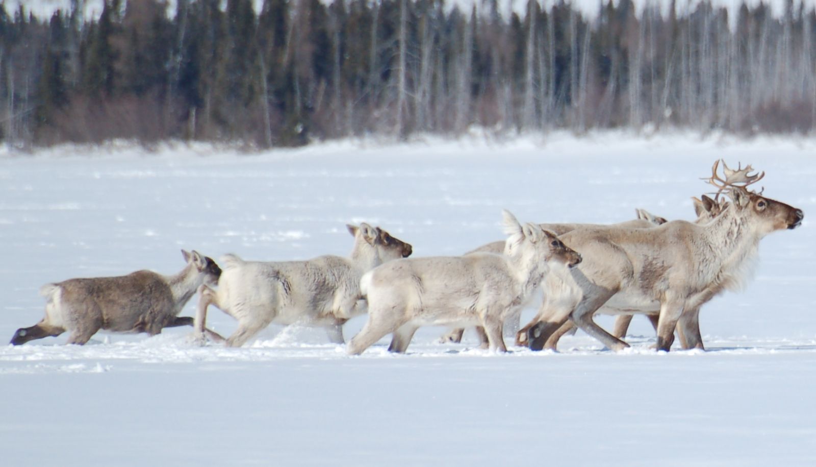 Pour étudier les causes du déclin du caribou migrateur dans le nord du Québec, le professeur Steeve Côté avait besoin de données météorologiques locales. Le biologiste et son collègue physicien Martin Bernier achèvent la mise au point d'un collier caméra qui enregistre les conditions environnementales à l'échelle de l'animal au fil de ses déplacements. Cet instrument permettra, entre autres, de mesurer l'enfoncement dans la neige, une variable importante de la dépense énergétique en hiver.
