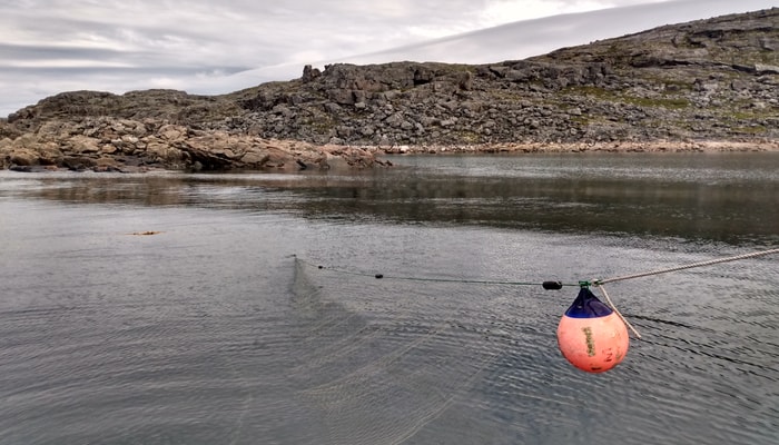 L'omble chevalier est associé aux rassemblements communautaires, comme les festins et les compétitions de pêche.