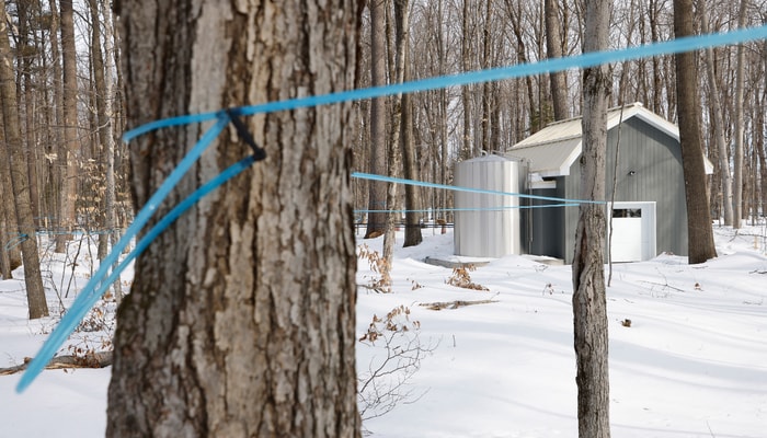 Le terrain de 6 hectares abrite 1100 entailles, mais ce chiffre pourrait monter à 5000 dans les prochaines années. Un réservoir métallique recueille l'eau d'érable, qui sera éventuellement transformée en sirop dans le bâtiment adjacent.