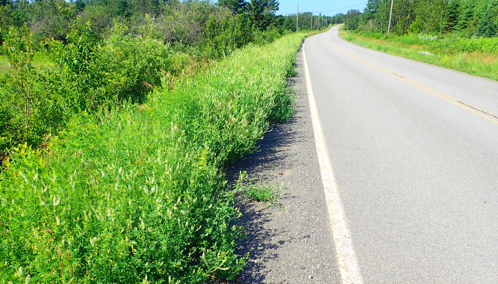 Une haie de mélilot blanc en bordure d’une route du Bas-Saint-Laurent, près de Rimouski. Cette espèce forme des bosquets très denses qui peuvent s’étendre sur des centaines de mètres. Comme elle sort de terre plus tôt que l’herbe à poux au printemps, elle pourrait la priver de lumière et avoir le dessus sur celle-ci.