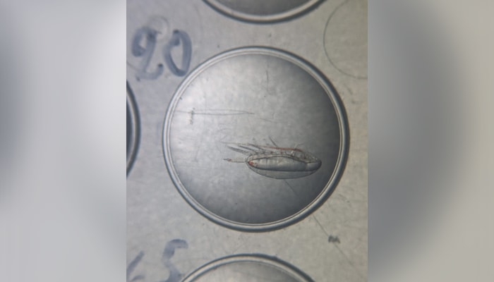 Copépode isolé dans un puits de tri après sa sélection sous loupe binoculaire