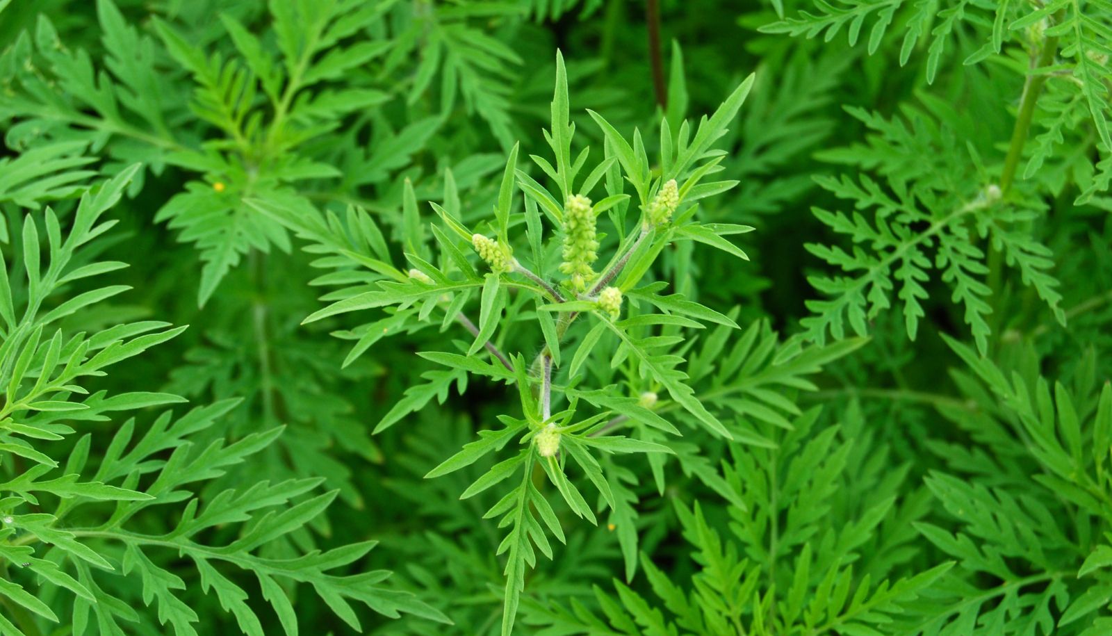 Un seul plant de petite herbe à poux peut produire de 100 millions à 6 milliards de grains de pollen. Le pollen de cette espèce est la principale cause du rhume des foins, un problème de santé qui affecte 20% de la population.